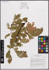 Foto von Salix caprea L.